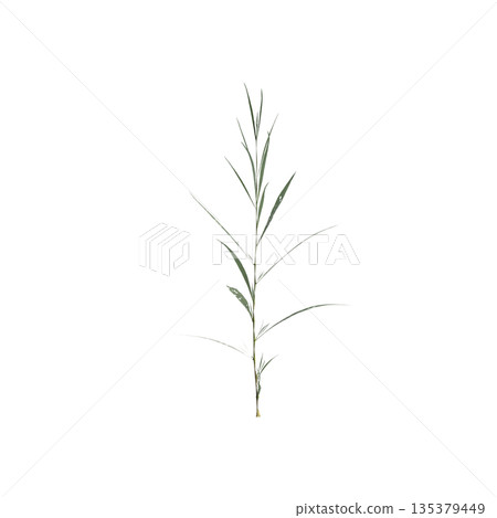 Conyza canadensis grass plants 3d illustration on transparent background Conyza canadensis grass plants 3d illustration on transparent background 135379449