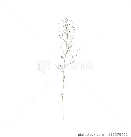 Conyza canadensis grass plants 3d illustration on transparent background 135379451