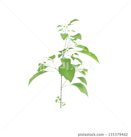 Solanum nigrum grass plants 3d illustration on transparent background Solanum nigrum grass plants 3d illustration on transparent background 135379482