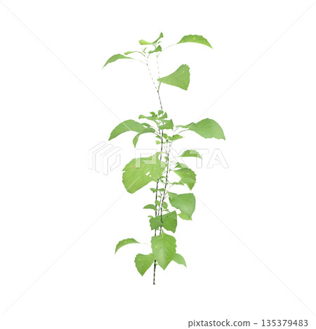 Solanum nigrum grass plants 3d illustration on transparent background Solanum nigrum grass plants 3d illustration on transparent background 135379483
