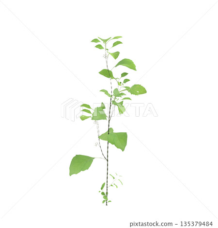 Solanum nigrum grass plants 3d illustration on transparent background Solanum nigrum grass plants 3d illustration on transparent background 135379484