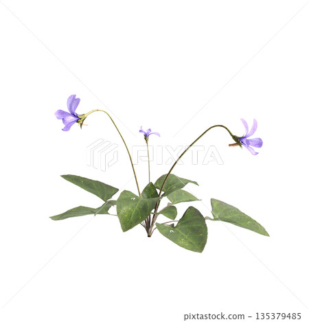 Viola inconspicua bush plants 3d illustration on transparent background Viola inconspicua bush plants 3d illustration on transparent background 135379485