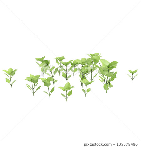 Stellaria media bush plants 3d illustration on transparent background Stellaria media bush plants 3d illustration on transparent background 135379486