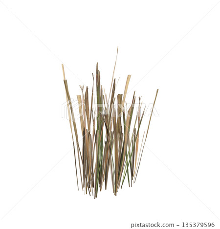 Dry grass plants 3d illustration on transparent background 135379596