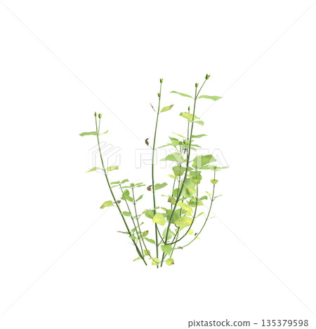 Stellaria media bush plants 3d illustration on transparent background 135379598
