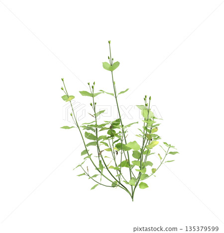 Stellaria media bush plants 3d illustration on transparent background Stellaria media bush plants 3d illustration on transparent background 135379599