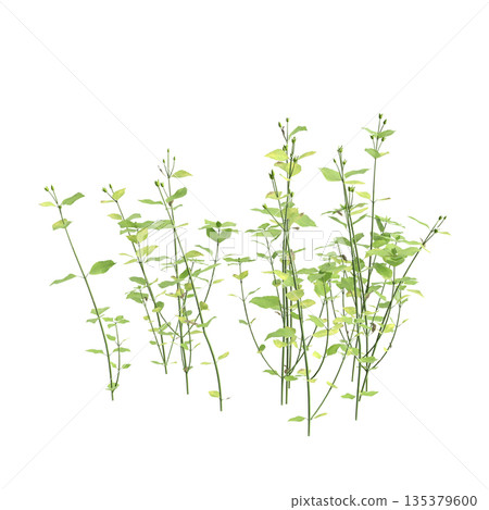 Stellaria media bush plants 3d illustration on transparent background 135379600