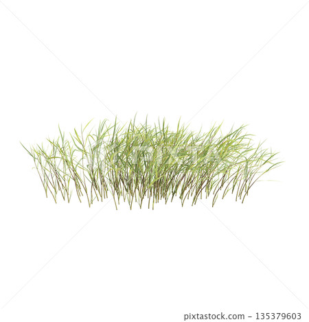 Pogonatherum crinitum bush plants 3d illustration on transparent background Pogonatherum crinitum bush plants 3d illustration on transparent background 135379603