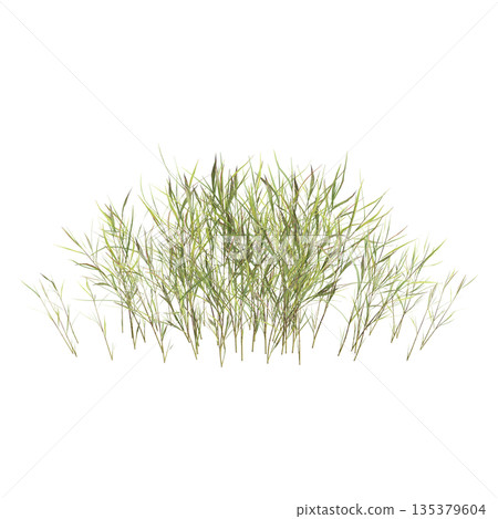 Pogonatherum crinitum bush plants 3d illustration on transparent background 135379604