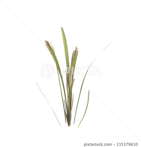 Dry grass plants 3d illustration on transparent background 135379610