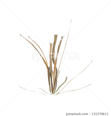 Dry grass plants 3d illustration on transparent background Dry grass plants 3d illustration on transparent background 135379611