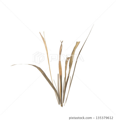 Dry grass plants 3d illustration on transparent background Dry grass plants 3d illustration on transparent background 135379612