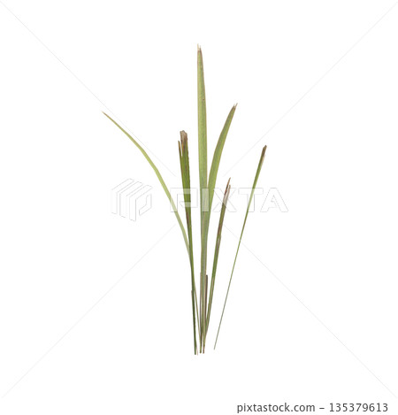 Dry grass plants 3d illustration on transparent background Dry grass plants 3d illustration on transparent background 135379613
