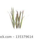 Dry grass plants 3d illustration on transparent background 135379614