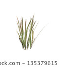 Dry grass plants 3d illustration on transparent background 135379615