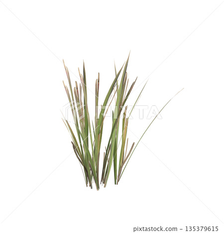 Dry grass plants 3d illustration on transparent background Dry grass plants 3d illustration on transparent background 135379615
