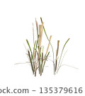 Dry grass plants 3d illustration on transparent background 135379616