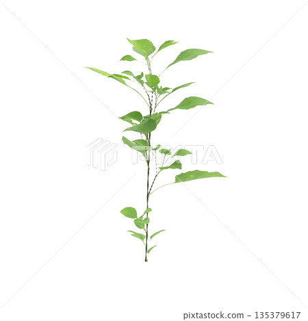 Solanum nigrum grass plants 3d illustration on transparent background 135379617