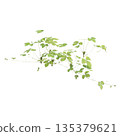 Duchesnea indica grass plants 3d illustration on transparent background 135379621