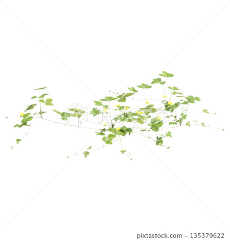 Duchesnea indica grass plants 3d illustration on transparent background Duchesnea indica grass plants 3d illustration on transparent background 135379622