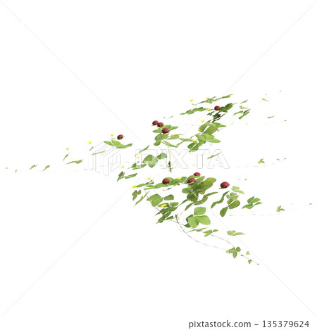 Duchesnea indica grass plants 3d illustration on transparent background 135379624