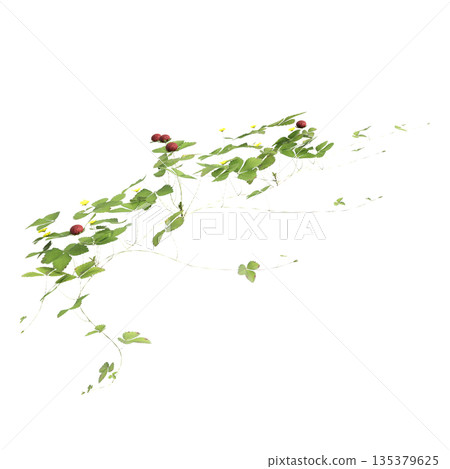 Duchesnea indica grass plants 3d illustration on transparent background Duchesnea indica grass plants 3d illustration on transparent background 135379625