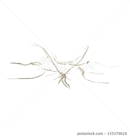 Dry grass plants 3d illustration on transparent background 135379628