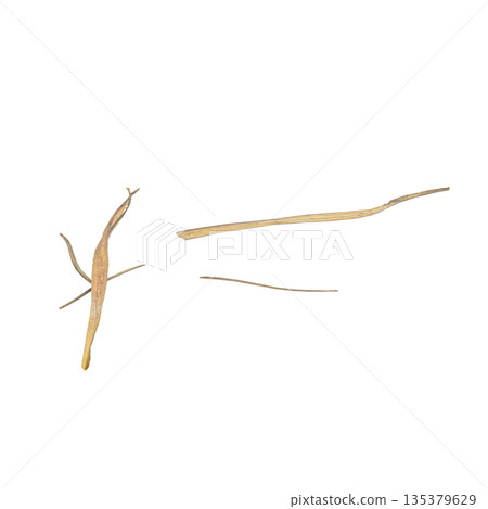 Dry grass plants 3d illustration on transparent background Dry grass plants 3d illustration on transparent background 135379629