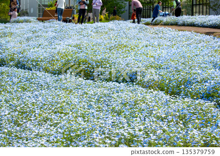 大分農業文化公園的Nemophila 135379759