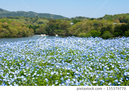 大分農業文化公園的Nemophila 135379770