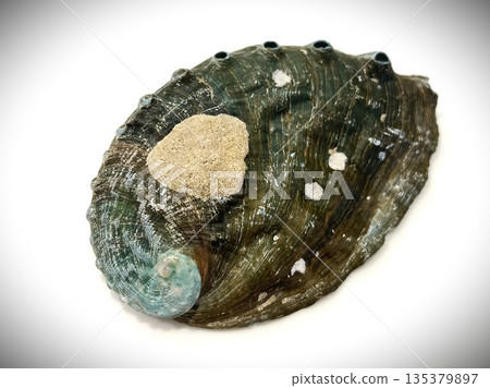 鮑魚殼外觀 17 鮑魚殼外觀 17 135379897