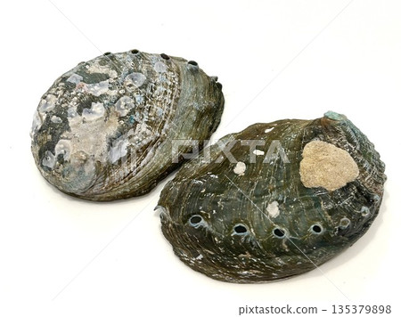 Abalone shell exterior 19 Abalone shell exterior 19 135379898