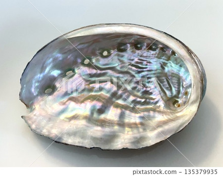 鮑魚殼外觀 13 鮑魚殼外觀 13 135379935