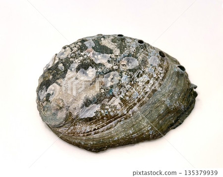 Abalone shell exterior 18 Abalone shell exterior 18 135379939