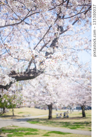 道路和櫻花 135380037