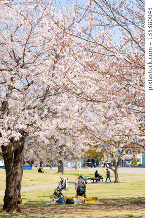 Road and cherry blossoms Road and cherry blossoms 135380043