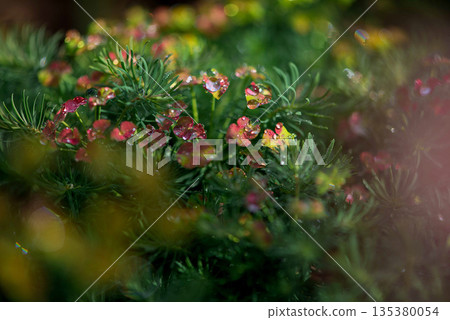Dew Covered Euphorbia With Soft Colorful Bokeh Dew Covered Euphorbia With Soft Colorful Bokeh 135380054
