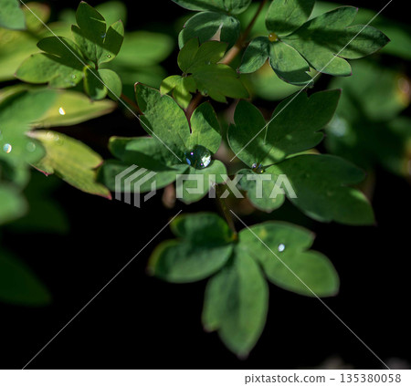 Fresh Green Columbine Leaves With Morning Dew Fresh Green Columbine Leaves With Morning Dew 135380058