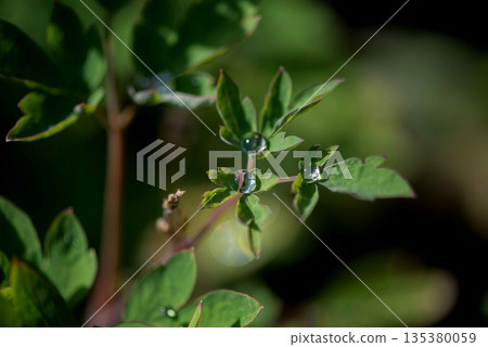 Dew Drops On Young Columbine Shoots Dew Drops On Young Columbine Shoots 135380059