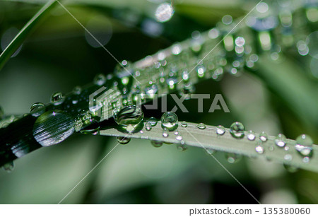 Dew Covered Grass Blade In Morning Light Dew Covered Grass Blade In Morning Light 135380060