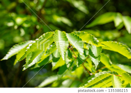 Keyaki新鮮綠色 135380215