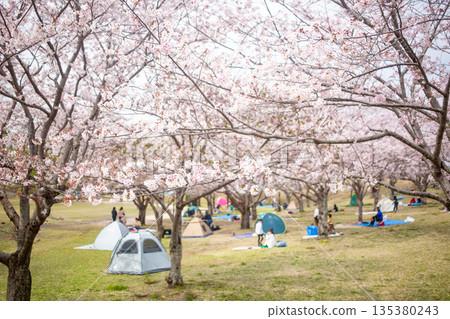 一排盛開的櫻花樹和花見 135380243