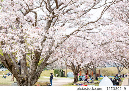 一排盛開的櫻花樹和花見 一排盛開的櫻花樹和花見 135380249