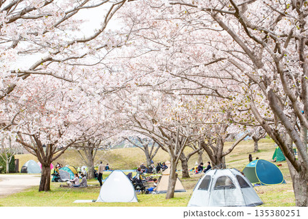 Row of cherry blossom trees in full bloom and Hanami 135380251
