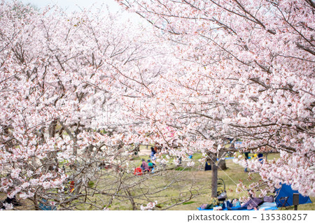Row of cherry blossom trees in full bloom and Hanami Row of cherry blossom trees in full bloom and Hanami 135380257