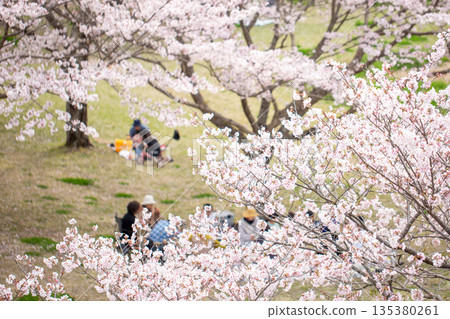 一排盛開的櫻花樹和花見 一排盛開的櫻花樹和花見 135380261