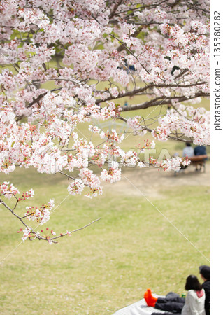 一排盛開的櫻花樹和花見 135380282