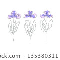 Elegant monoline illustration of iris, vector composition 135380311