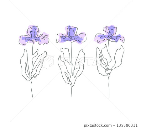 Elegant monoline illustration of iris, vector composition 135380311