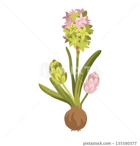 Hand-drawn spring hyacinth pink blooming flower with leaves and buds isolated on white background  135380377